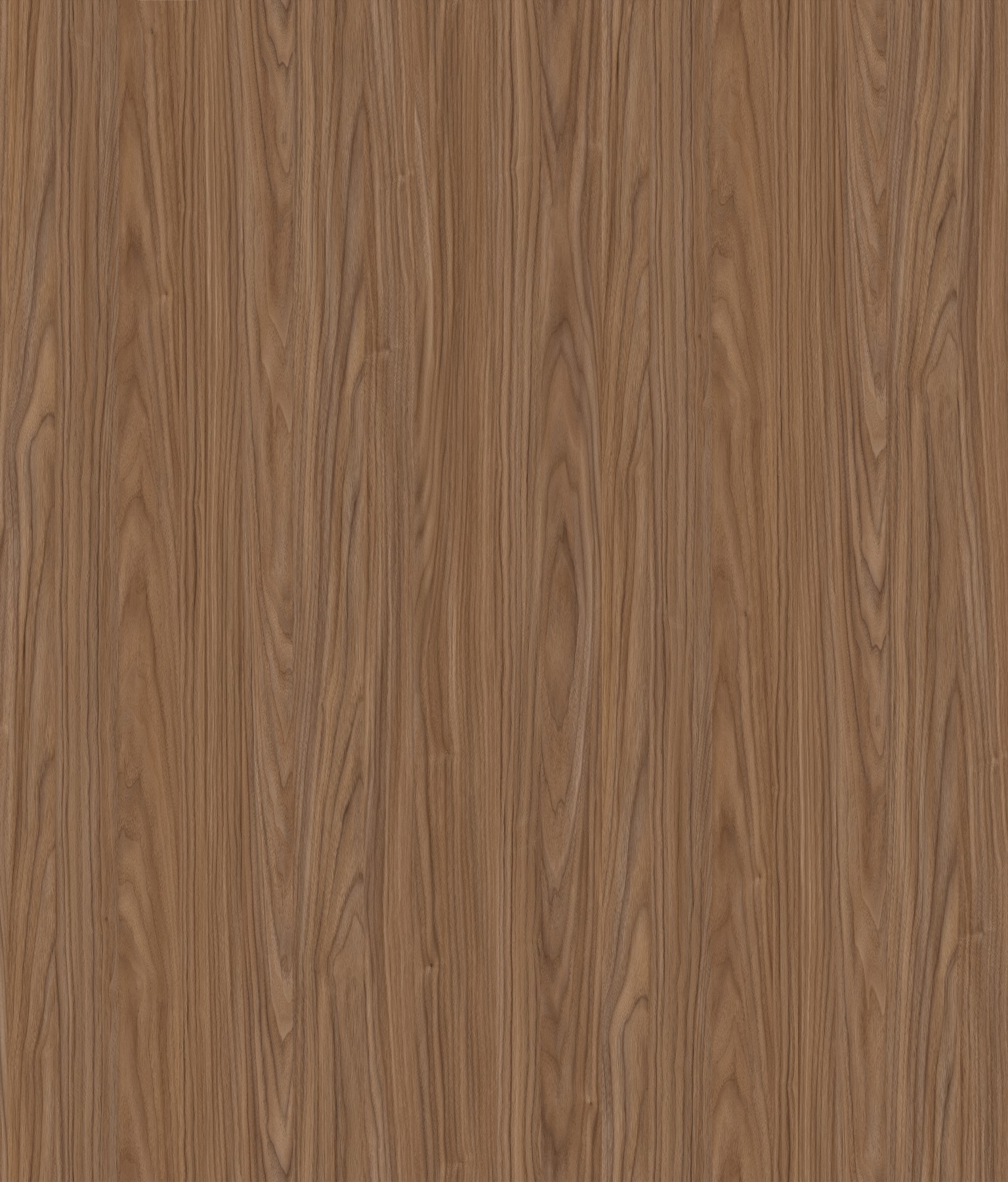 エクソンくるみ-1